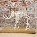 3D-geprint mammoetskelet in vitrine | 3D Next Level - Creative - Musea