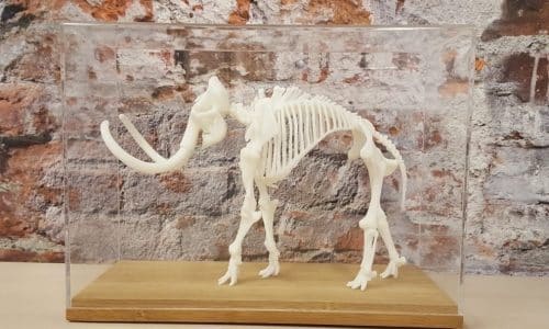 3D-geprint mammoetskelet in vitrine | 3D Next Level - Creative - Musea